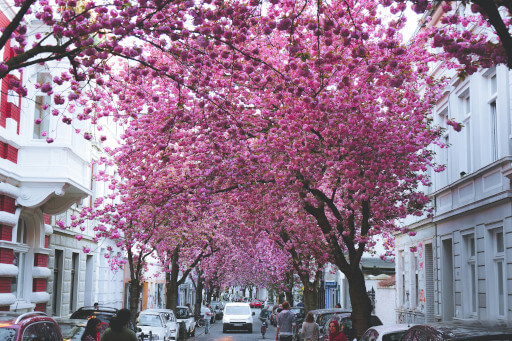 Eine beliebte Straße in der Altstadt von Bonn. Vorne ein blühender Kirschbaum. 