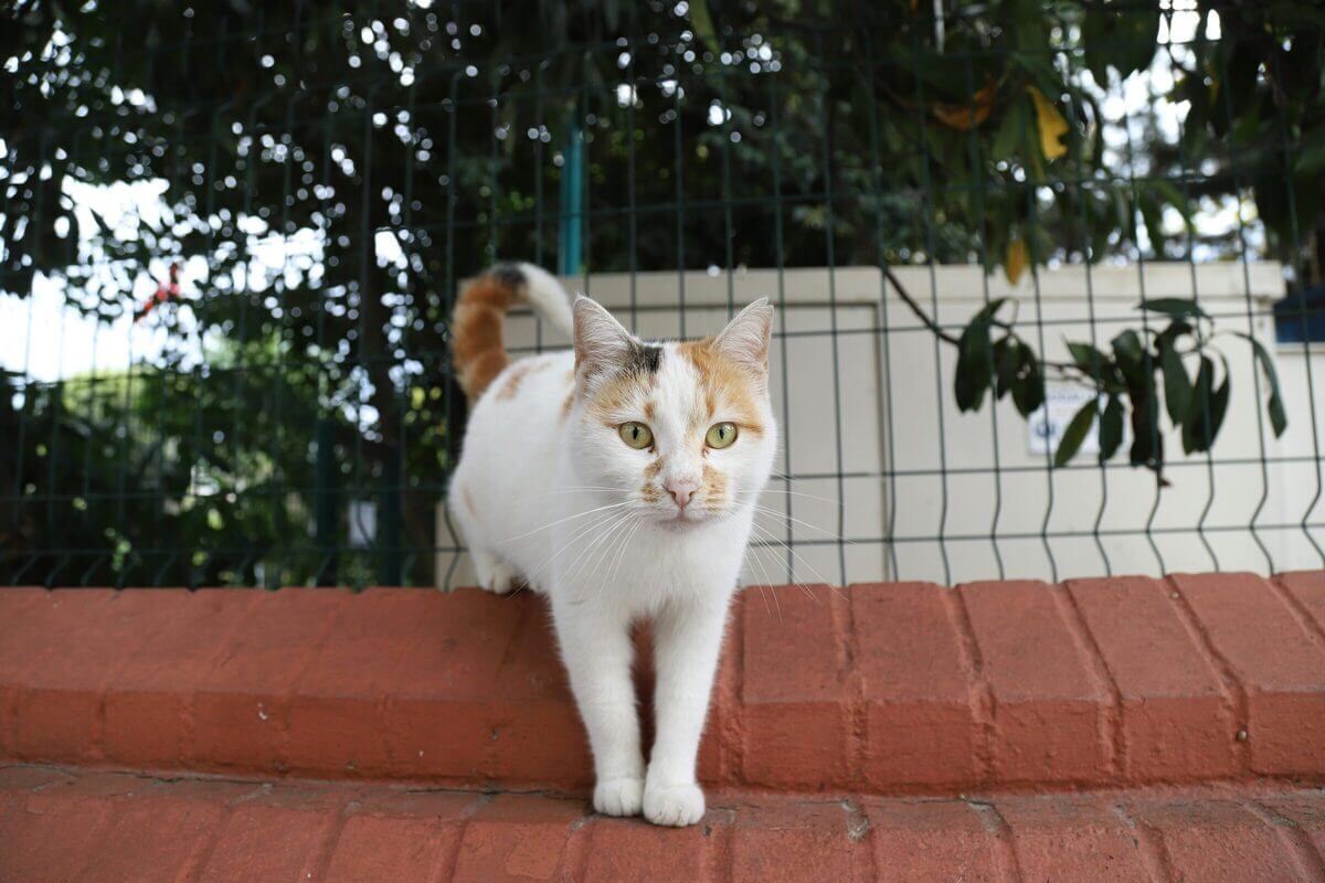 Katze steigt über Gartenmauer
