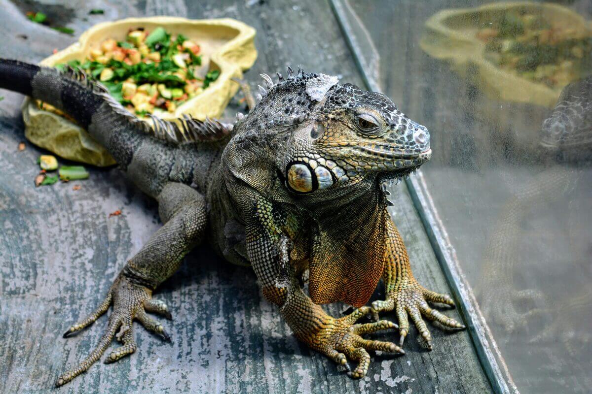 Leguan im Terrarium