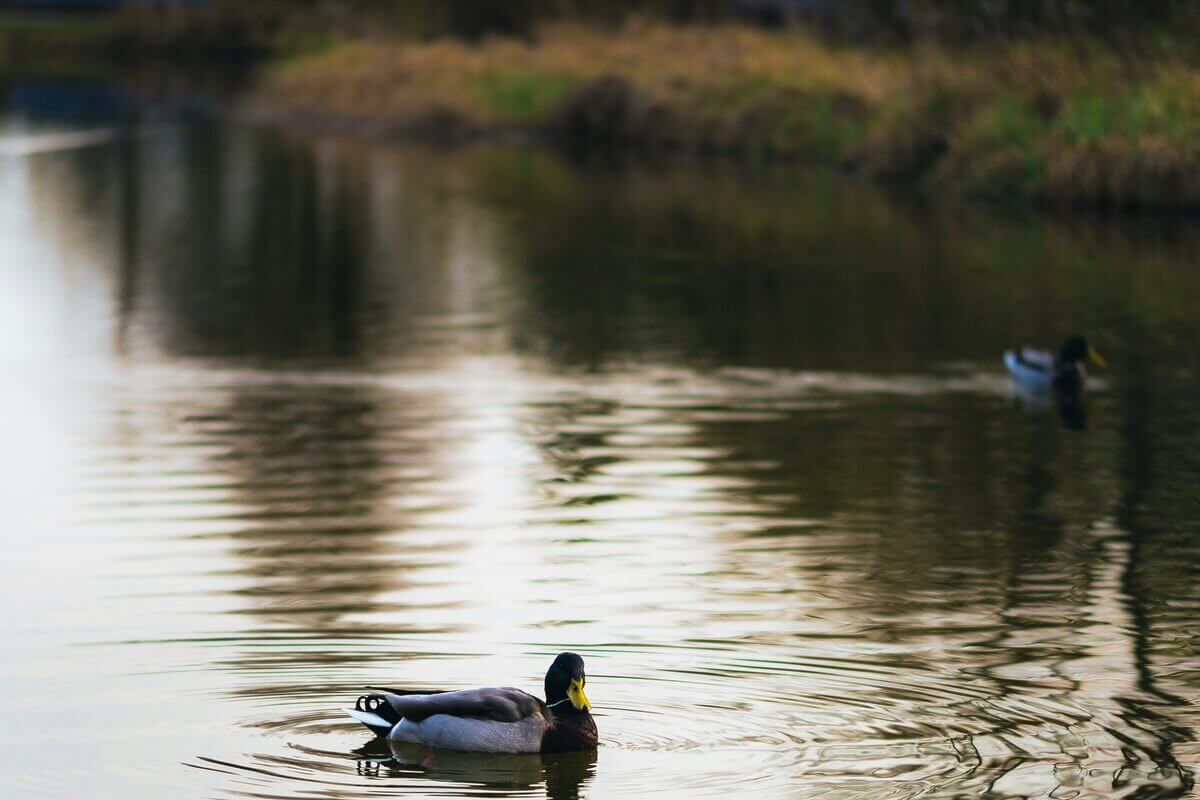 Enten auf See in Unterschleißheim